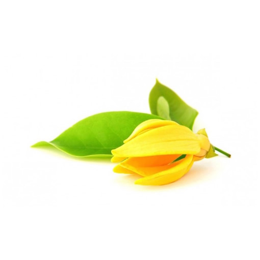 Olio essenziale YLANG YLANG 10ml 100%puro Naturale Olio essenziale YLANG YLANG 10ml 100%puro Naturale